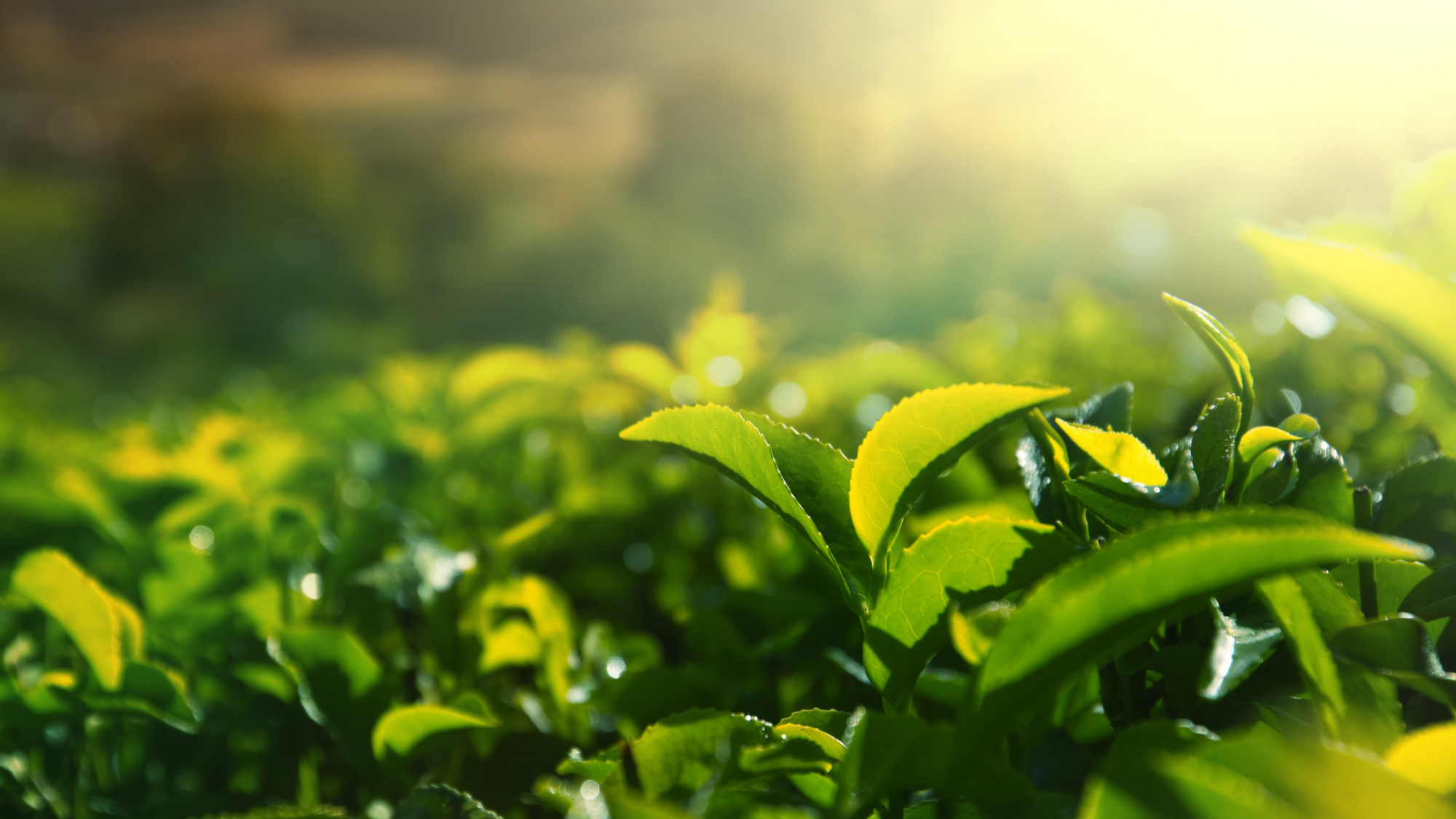 晴れのち愛｜家族の名から始まる、有機JAS×ハラールの抹茶・ほうじ茶